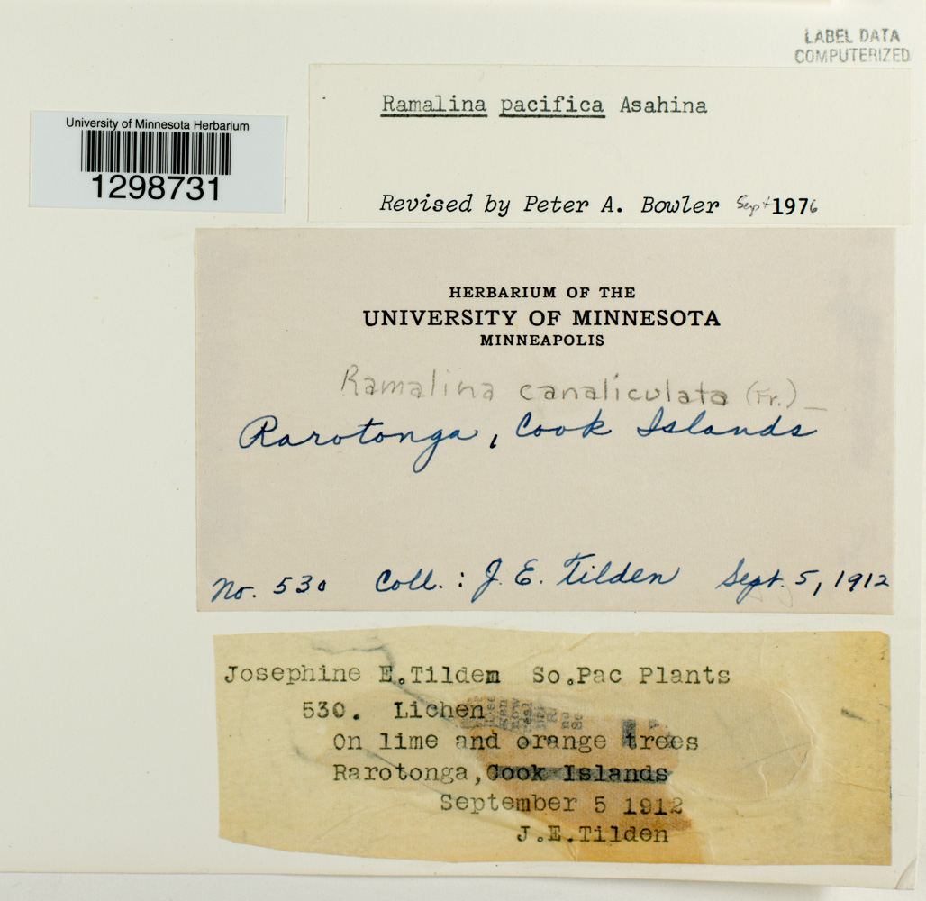 Ramalina pacifica image