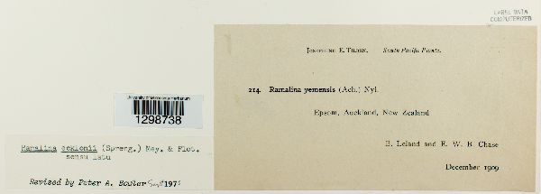 Ramalina ecklonii image