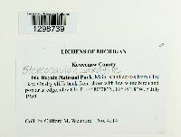 Stereocaulon saxatile image