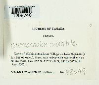 Stereocaulon saxatile image