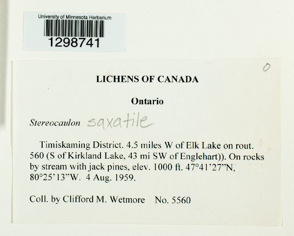 Stereocaulon saxatile image