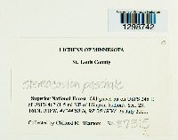 Stereocaulon paschale image