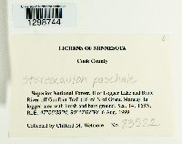 Stereocaulon paschale image