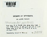 Stereocaulon paschale image