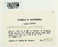 Stereocaulon paschale image