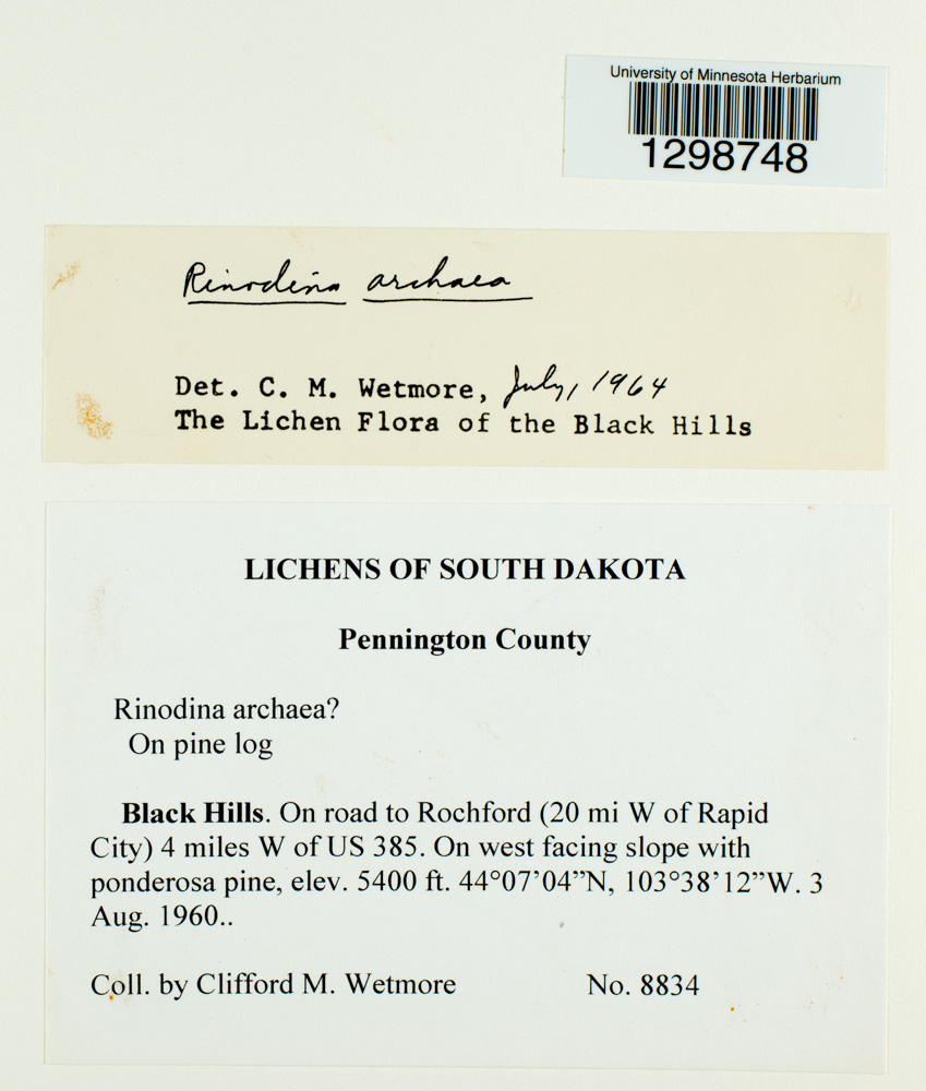 Rinodina archaea image