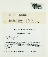 Media resource of Rinodina archaea