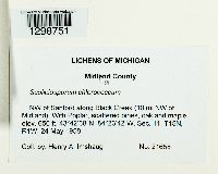 Scoliciosporum chlorococcum image