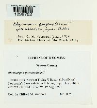 Rhizocarpon geographicum image