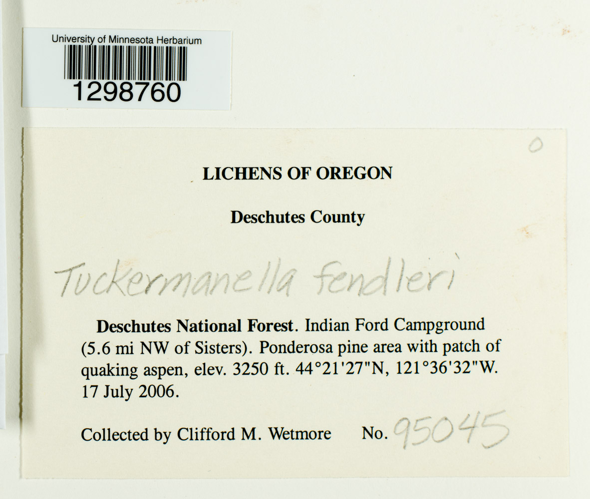 Nephromopsis fendleri image