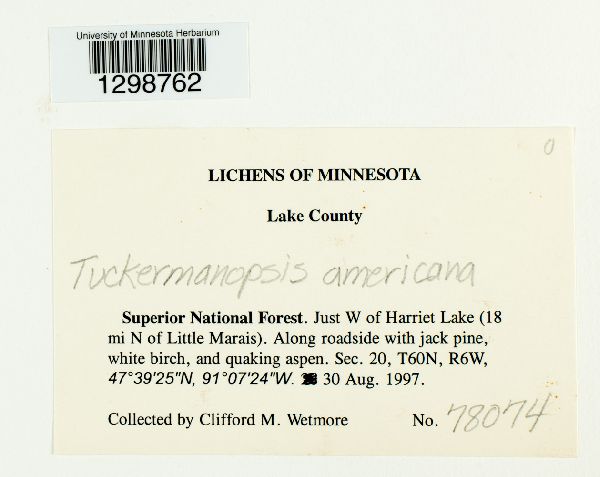 Nephromopsis americana image