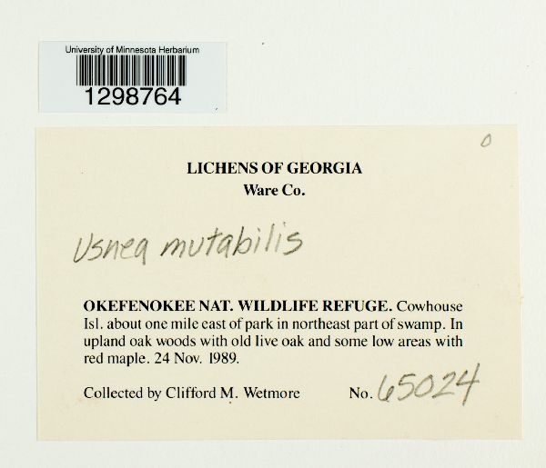 Usnea mutabilis image