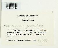 Trapeliopsis granulosa image