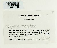 Trapelia coarctata image