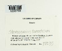 Stereocaulon tomentosum image