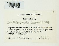 Xanthoparmelia chlorochroa image