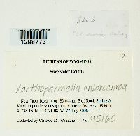 Xanthoparmelia chlorochroa image