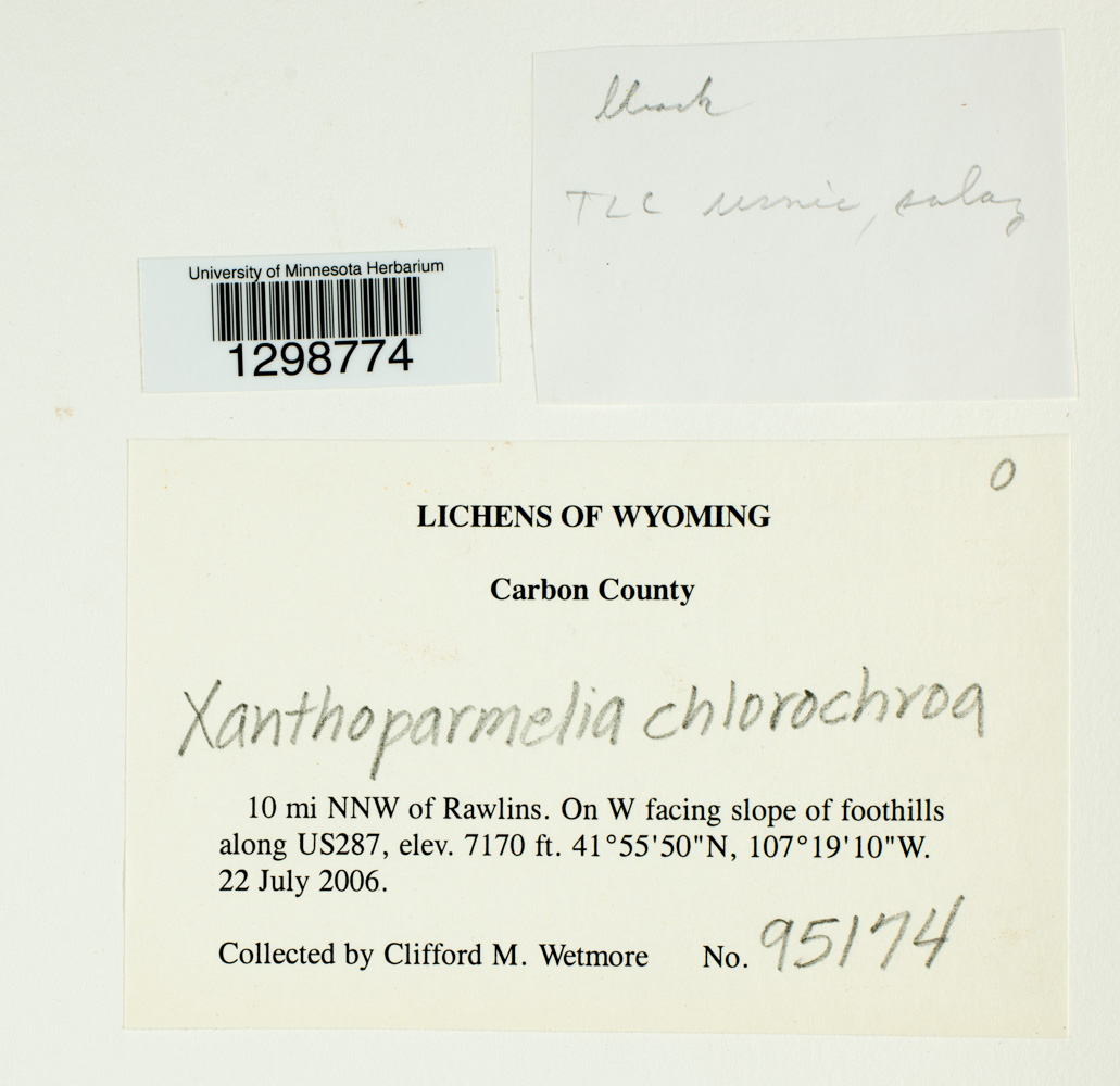 Xanthoparmelia chlorochroa image