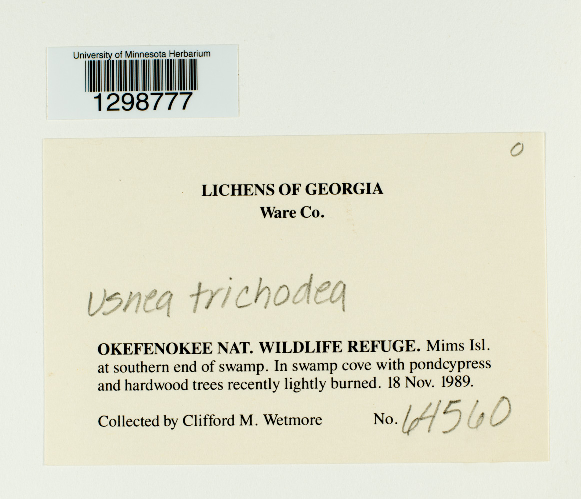 Usnea trichodea image