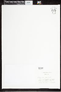 Vulpicida canadensis image