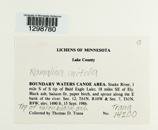 Ramalina unifolia image