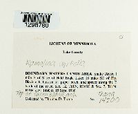 Media resource of Ramalina unifolia