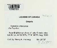 Media resource of Ramalina intermedia