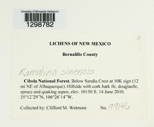 Ramalina sinensis image
