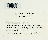 Media resource of Ramalina sinensis