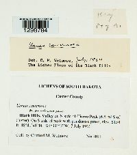 Media resource of Usnea cavernosa