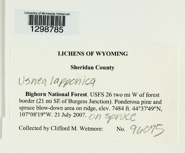 Usnea lapponica image