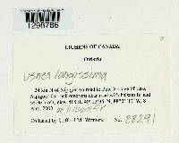 Usnea longissima image