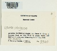 Usnea strigosa image