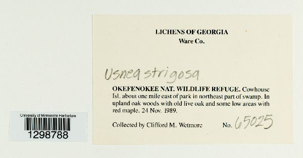 Usnea strigosa image