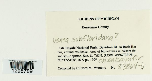 Usnea subfloridana image