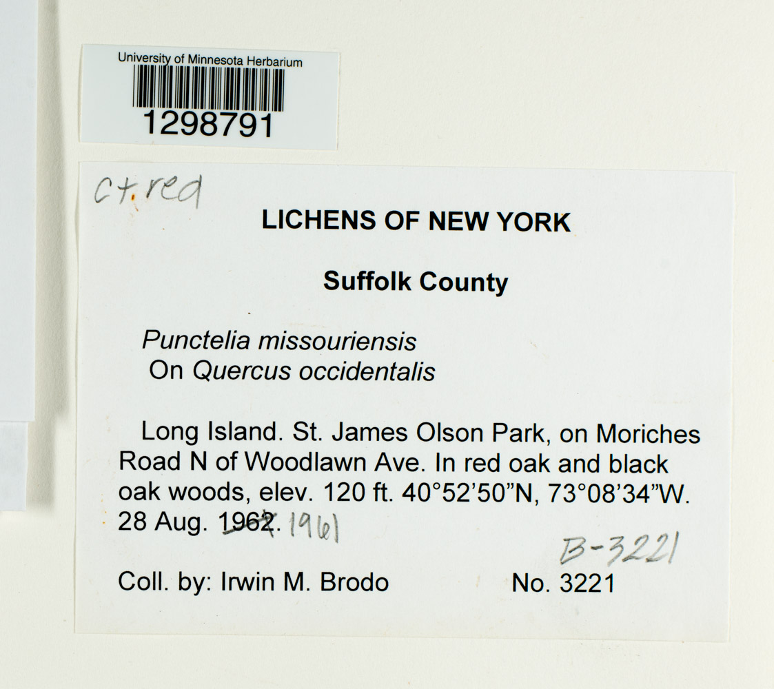 Punctelia missouriensis image