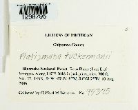 Platismatia tuckermanii image