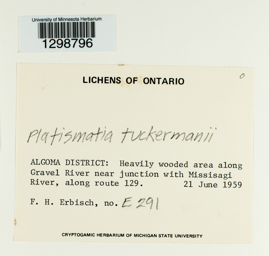 Platismatia tuckermanii image