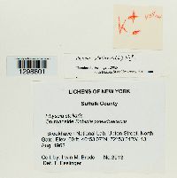 Physcia stellaris image