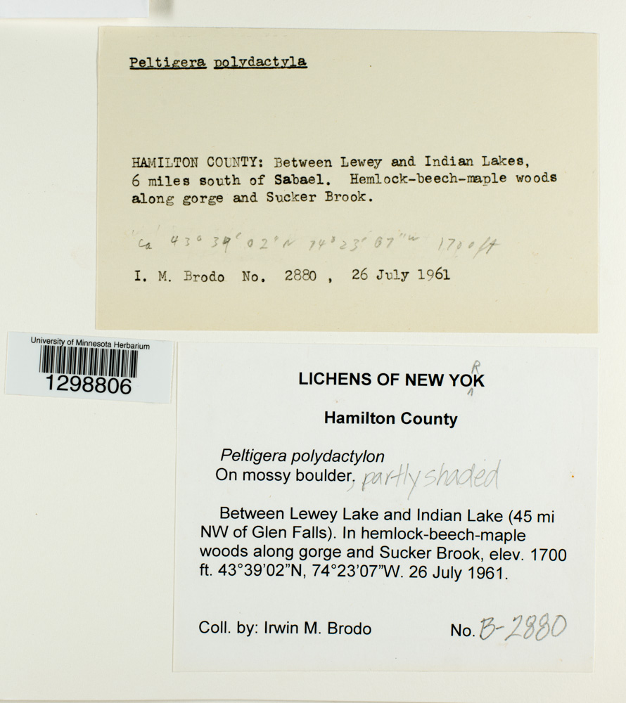 Peltigera polydactylon image