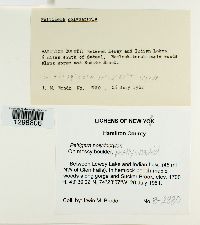 Media resource of Peltigera polydactylon