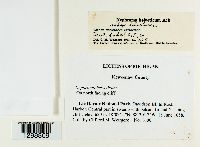 Nephroma helveticum image