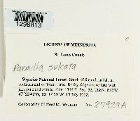 Parmelia sulcata image