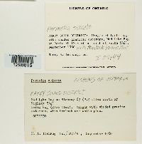 Media resource of Parmelia sulcata