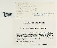 Lecanora hybocarpa image