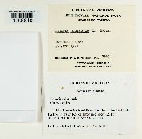 Lobaria pulmonaria image