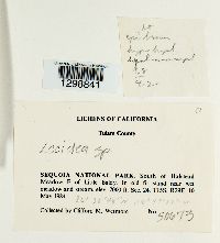 Lecanora cadubriae image