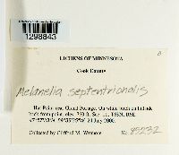 Melanelia septentrionalis image