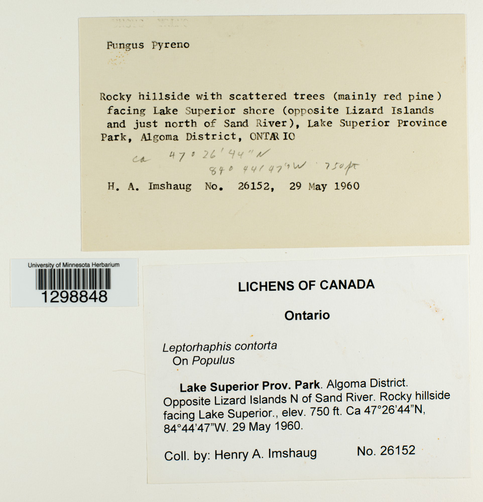 Leptorhaphis contorta image