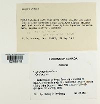 Media resource of Leptorhaphis contorta